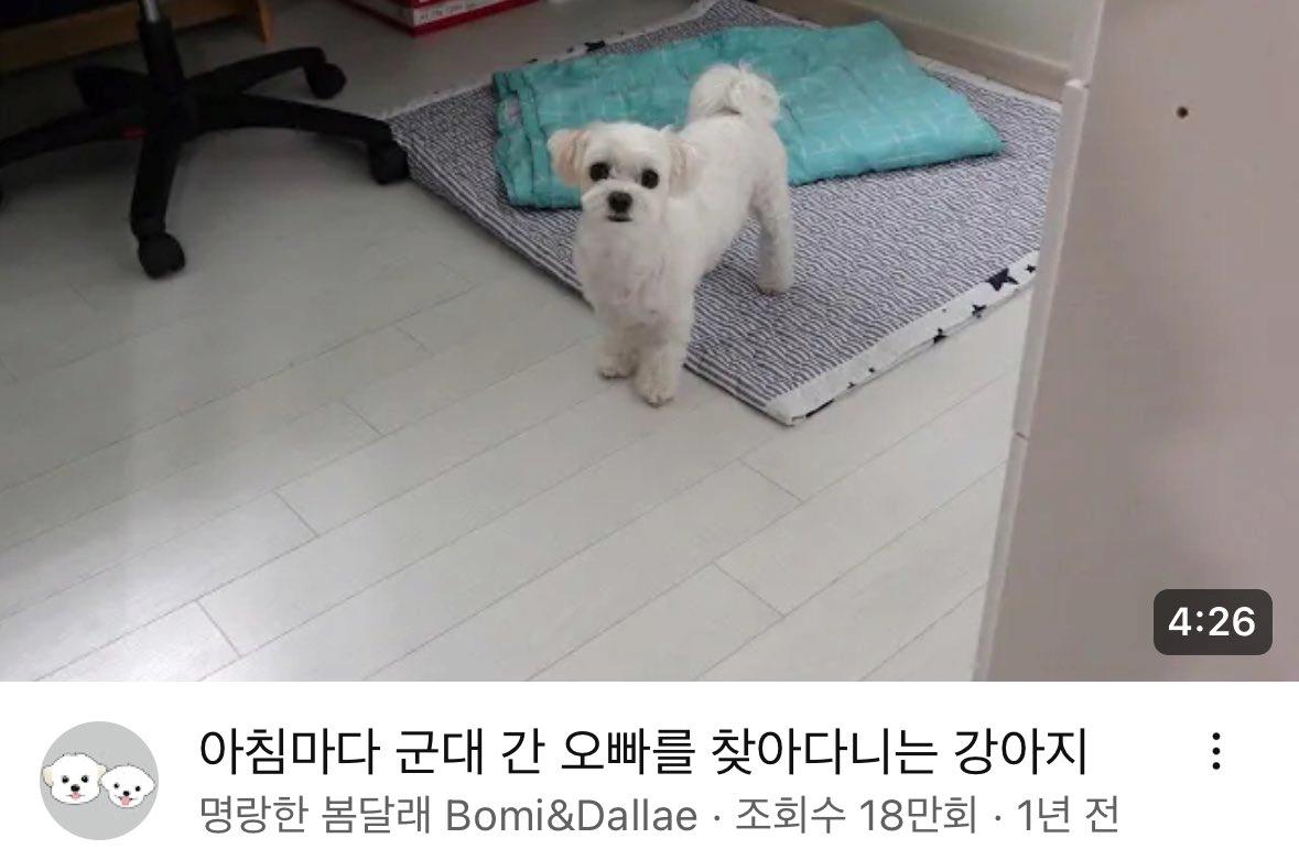 매일매일 한없이 군대 간 오빠를 기다리던 강아지