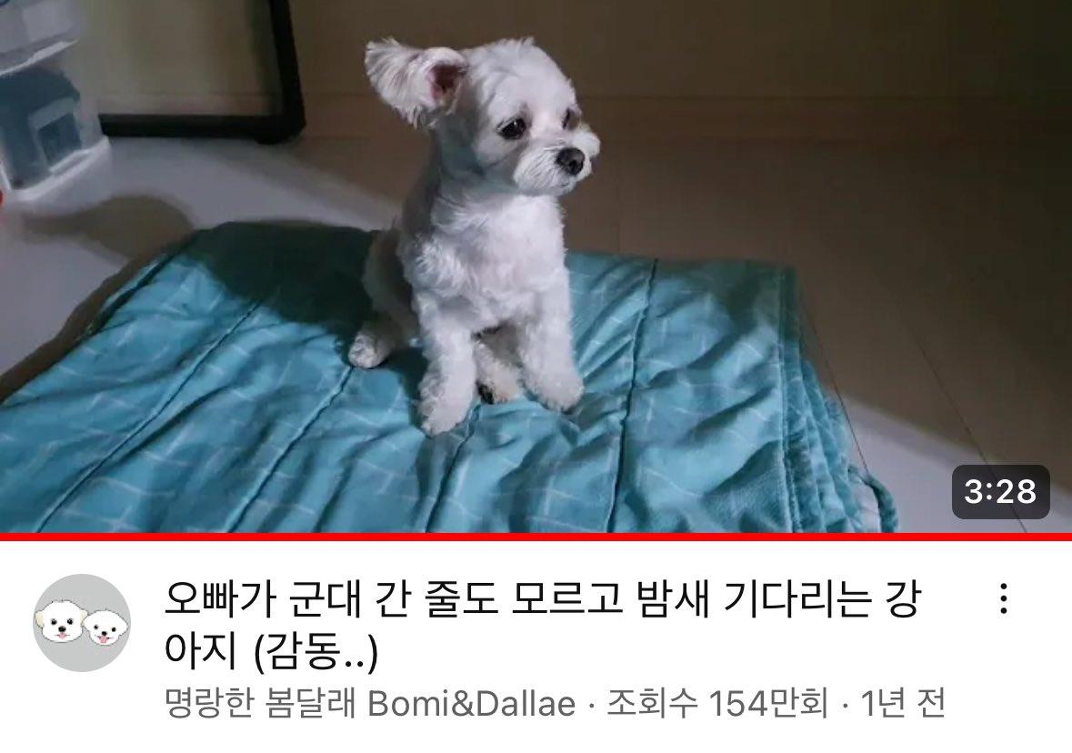 매일매일 한없이 군대 간 오빠를 기다리던 강아지