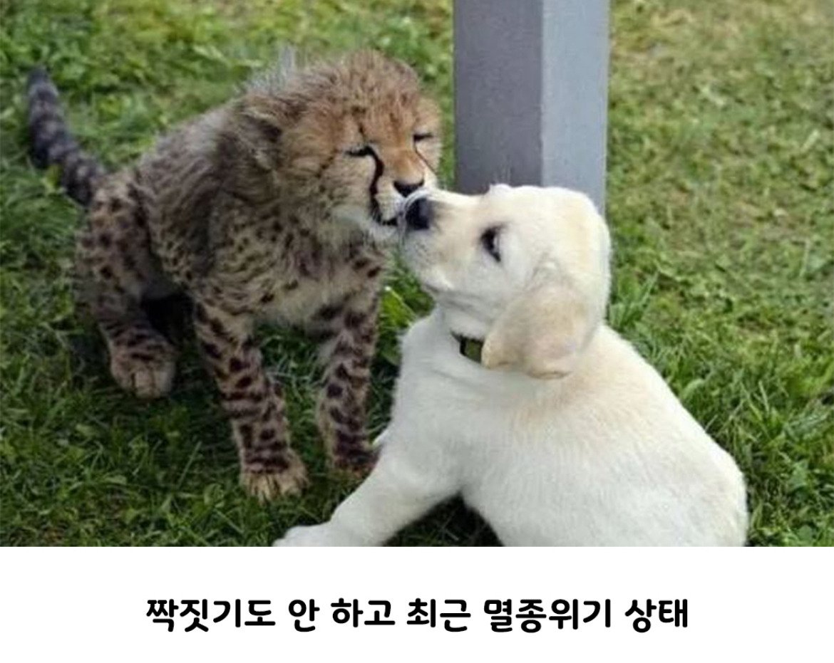 아싸를 인싸로 만들어주는 동물