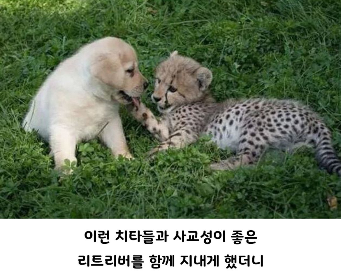 아싸를 인싸로 만들어주는 동물