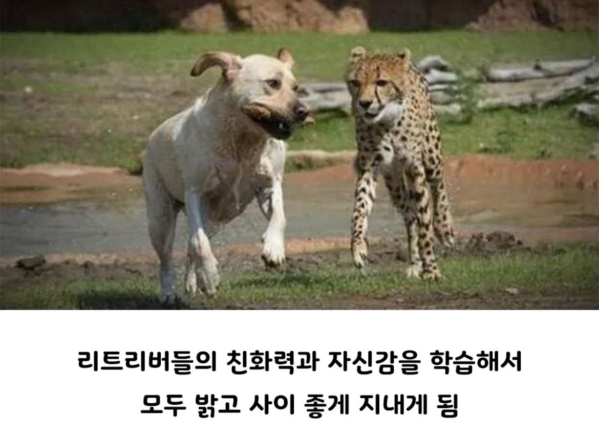 아싸를 인싸로 만들어주는 동물