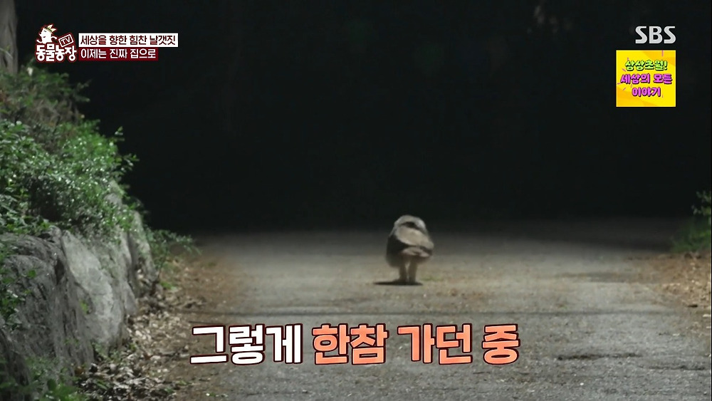 레전드인 동물농장 수리부엉이