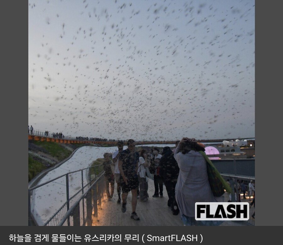 약혐) 오사카 박람회 벌레사건 대처 레전드