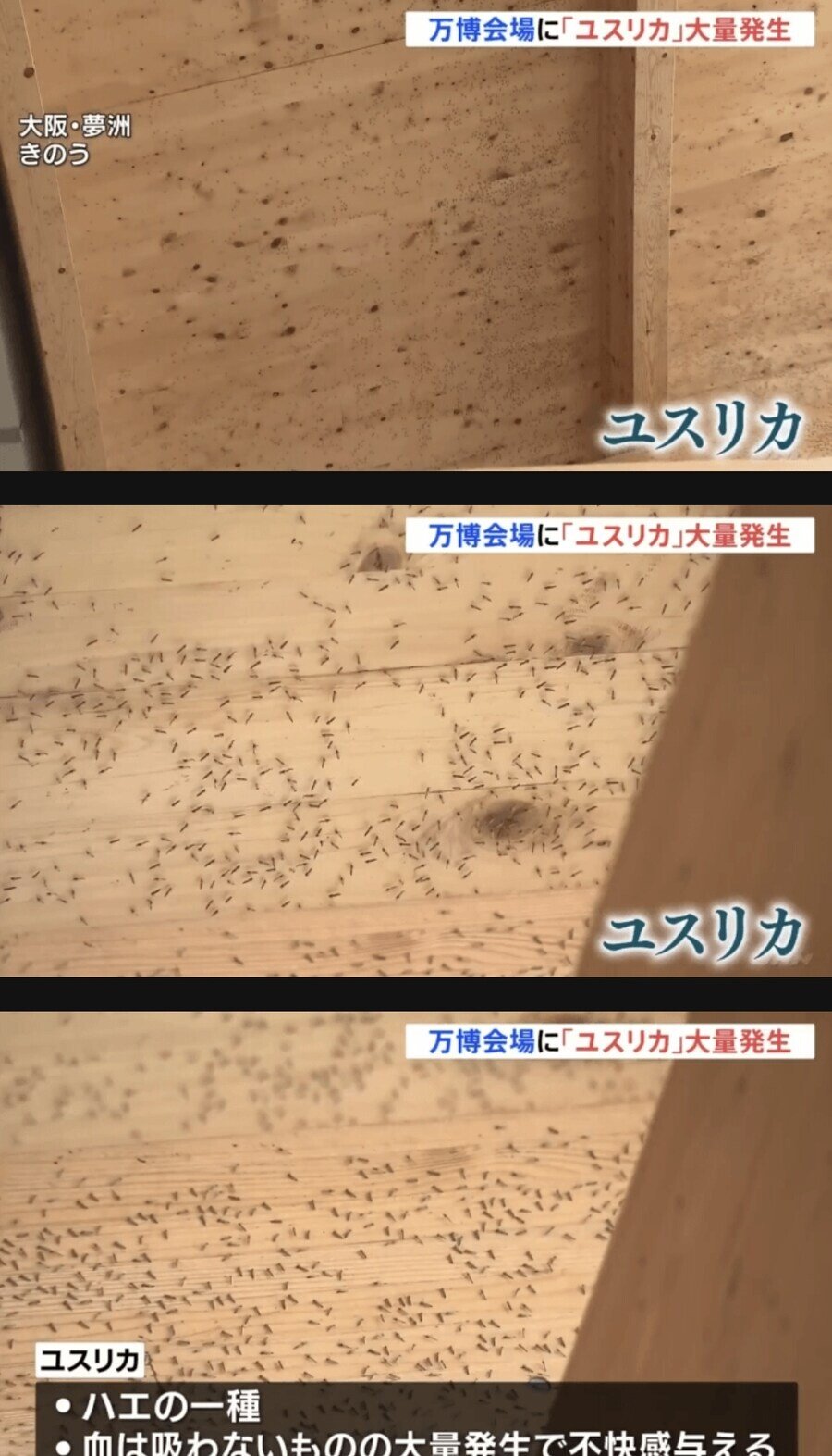 약혐) 오사카 박람회 벌레사건 대처 레전드
