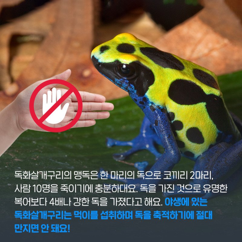 아마존 독화살 개구리의 위험성