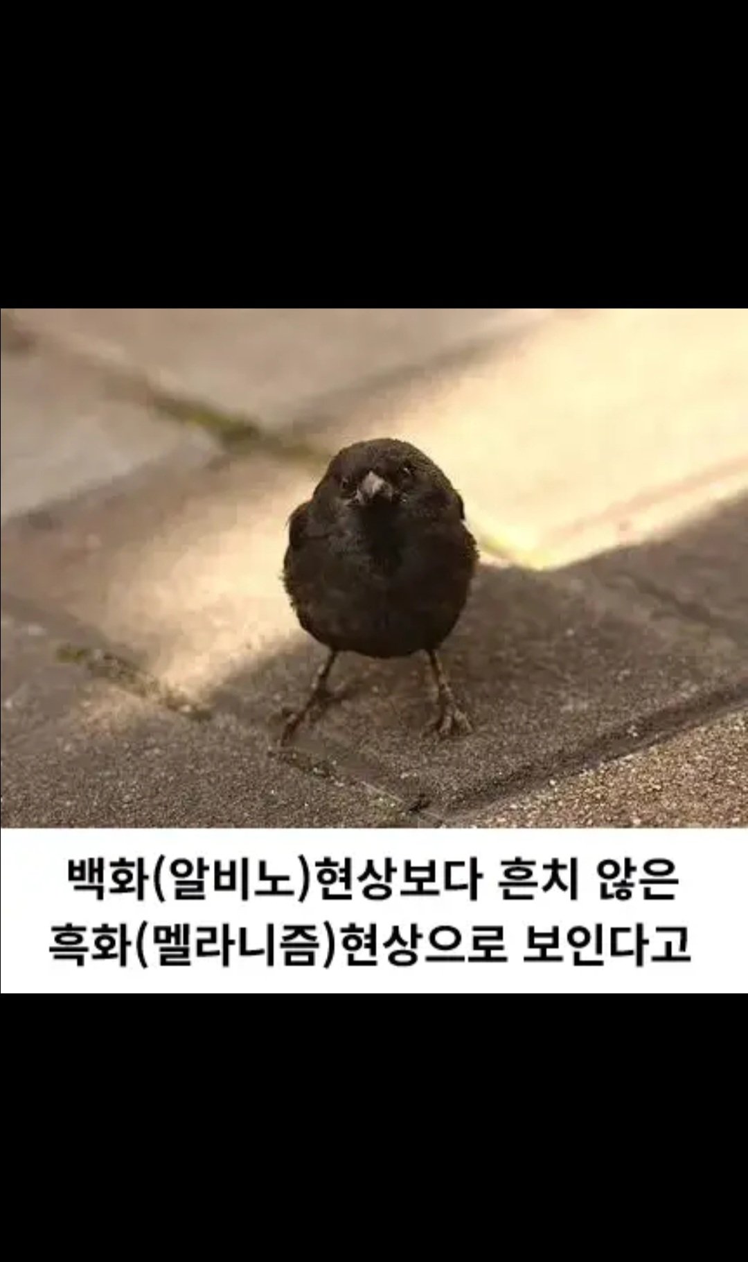 한국에서 발견된 암흑 참새