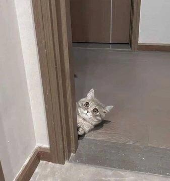 퇴근시 귀여움 두배 이벤트