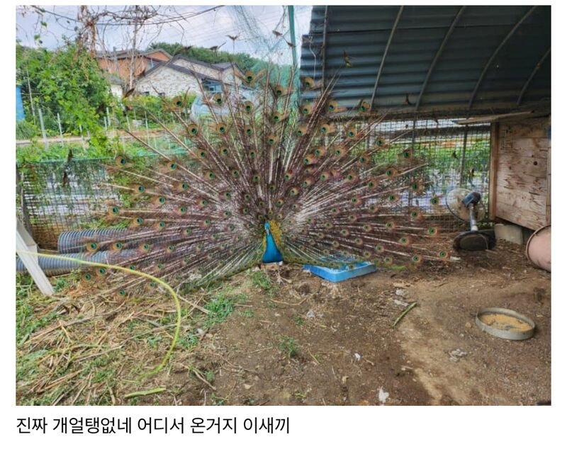 친구네 집 닭장에 공작 들어옴 뭐임?