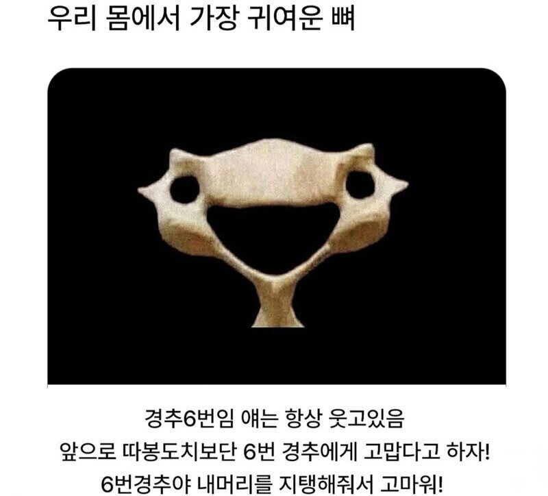 우리몸에서 가장 귀엽다고 하는 뼈