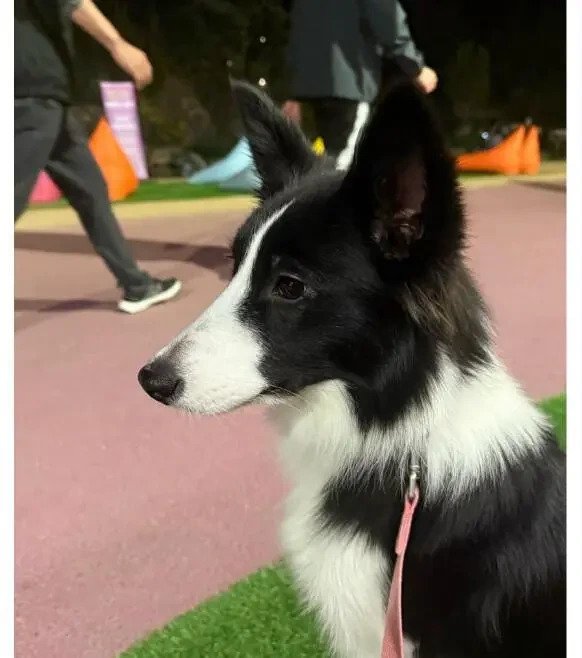 20일 동안 실종된 개를 구조한 강아지