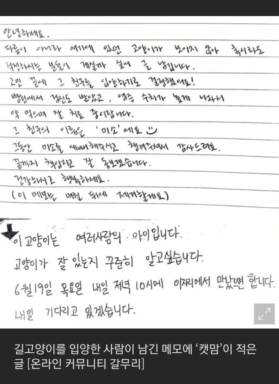 길고양이 입양했는데...캣맘 "모두의 공유물 독점, 용서불가"