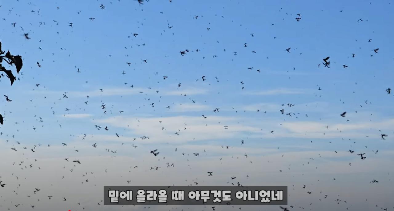 약혐) 인천 계양산의 러브버그 근황