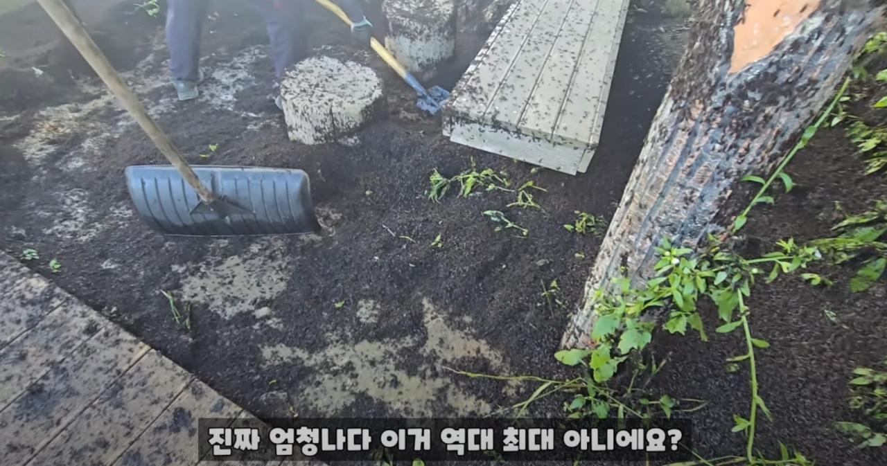 약혐) 인천 계양산의 러브버그 근황