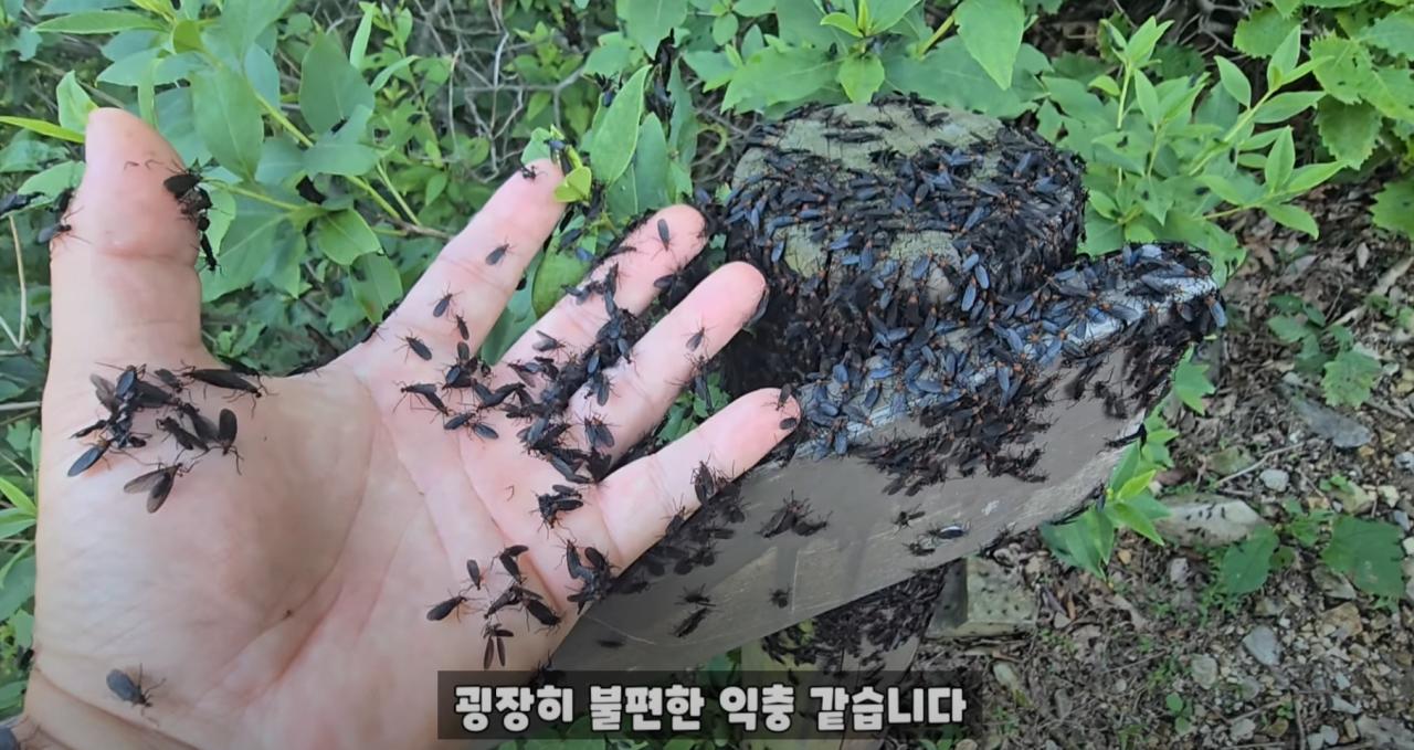 약혐) 인천 계양산의 러브버그 근황