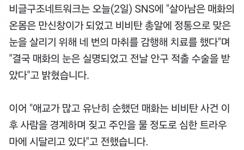 해병대한테 비비탄 총 맞았던 강아지 근황