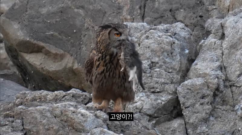 길고양이들을 잡아먹기 시작한 수리부엉이들(고양이 시체 주의)