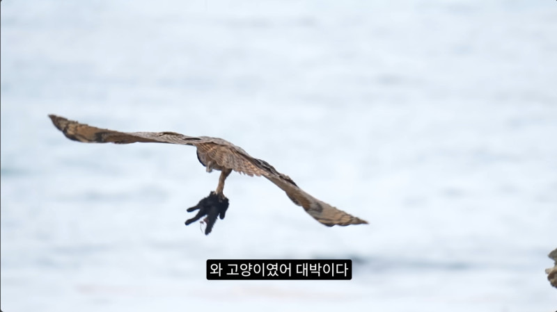 길고양이들을 잡아먹기 시작한 수리부엉이들(고양이 시체 주의)
