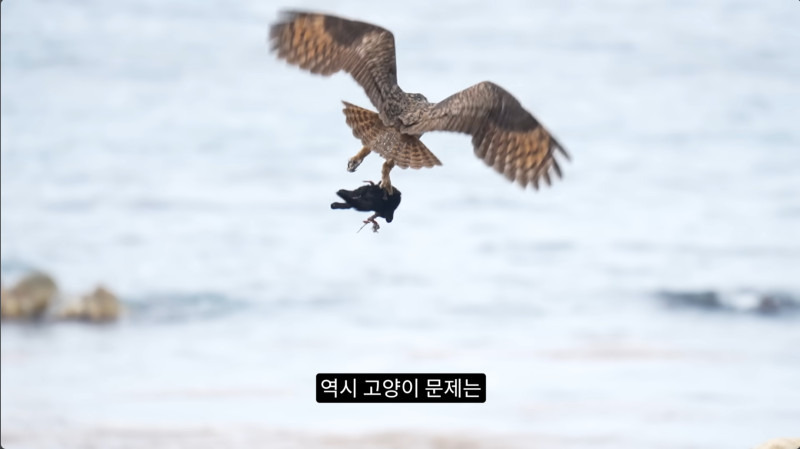 길고양이들을 잡아먹기 시작한 수리부엉이들(고양이 시체 주의)
