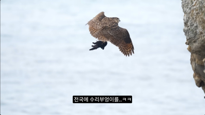 길고양이들을 잡아먹기 시작한 수리부엉이들(고양이 시체 주의)