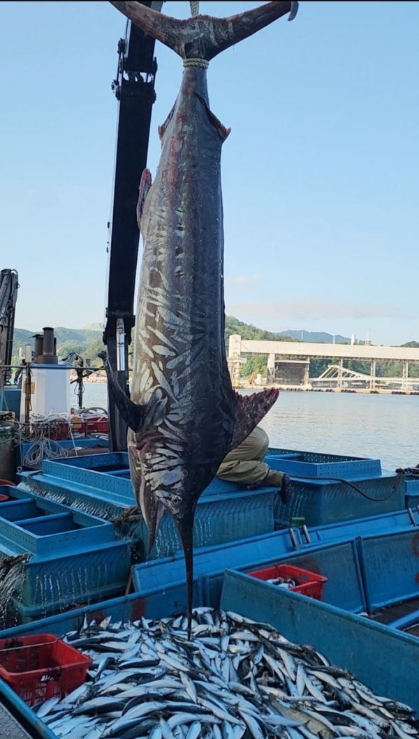오늘 삼척 앞바다에서 잡힌 3m 황새치