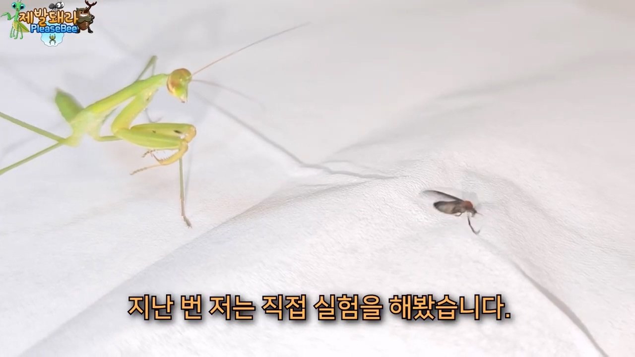 정말 참새가 러브버그를 먹을까? 논란의 종지부