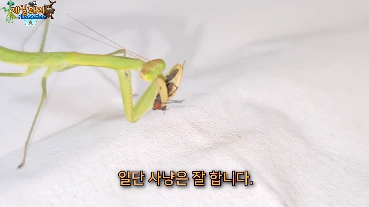 정말 참새가 러브버그를 먹을까? 논란의 종지부