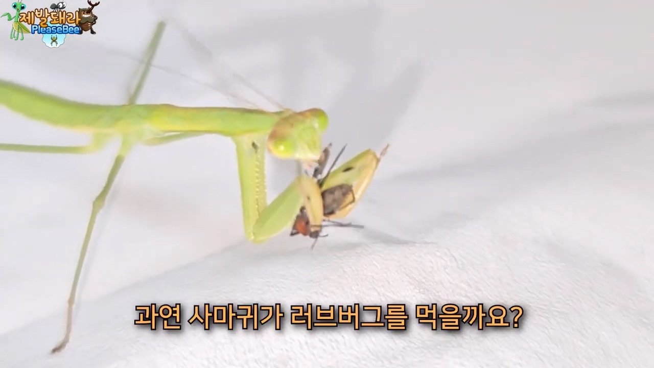 정말 참새가 러브버그를 먹을까? 논란의 종지부