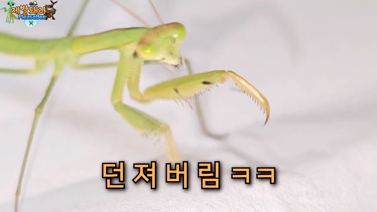 정말 참새가 러브버그를 먹을까? 논란의 종지부