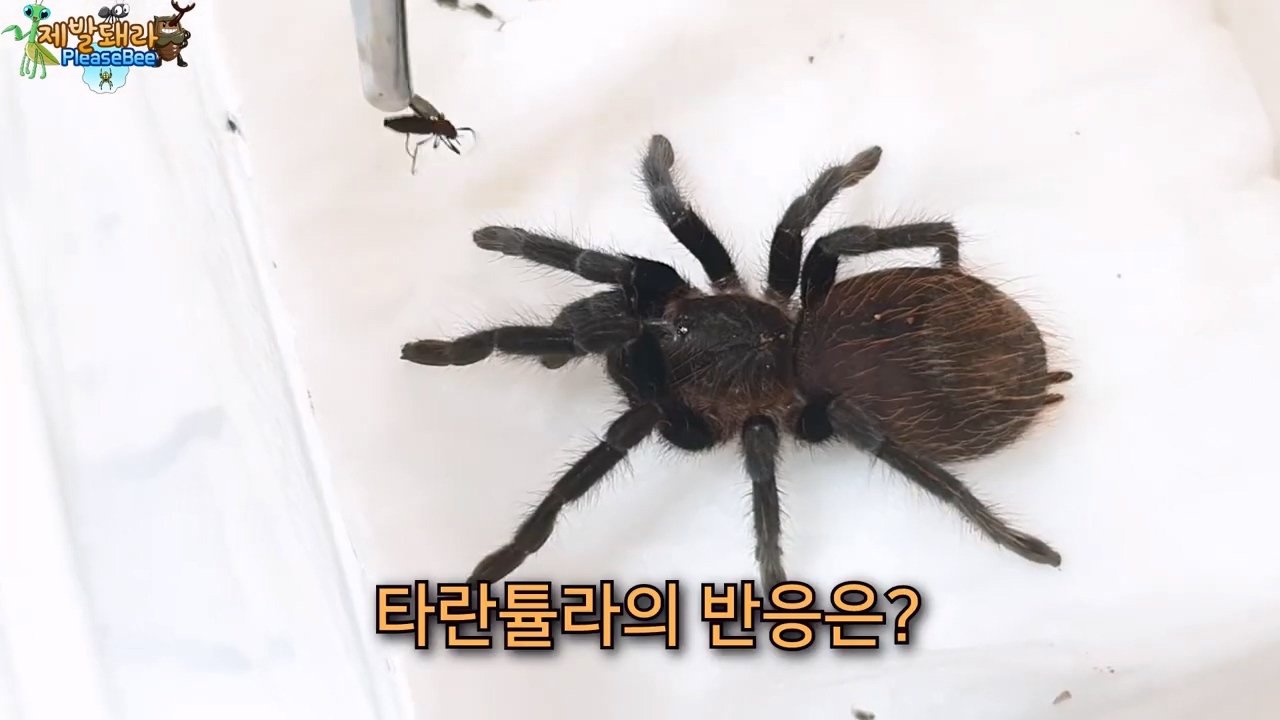 정말 참새가 러브버그를 먹을까? 논란의 종지부