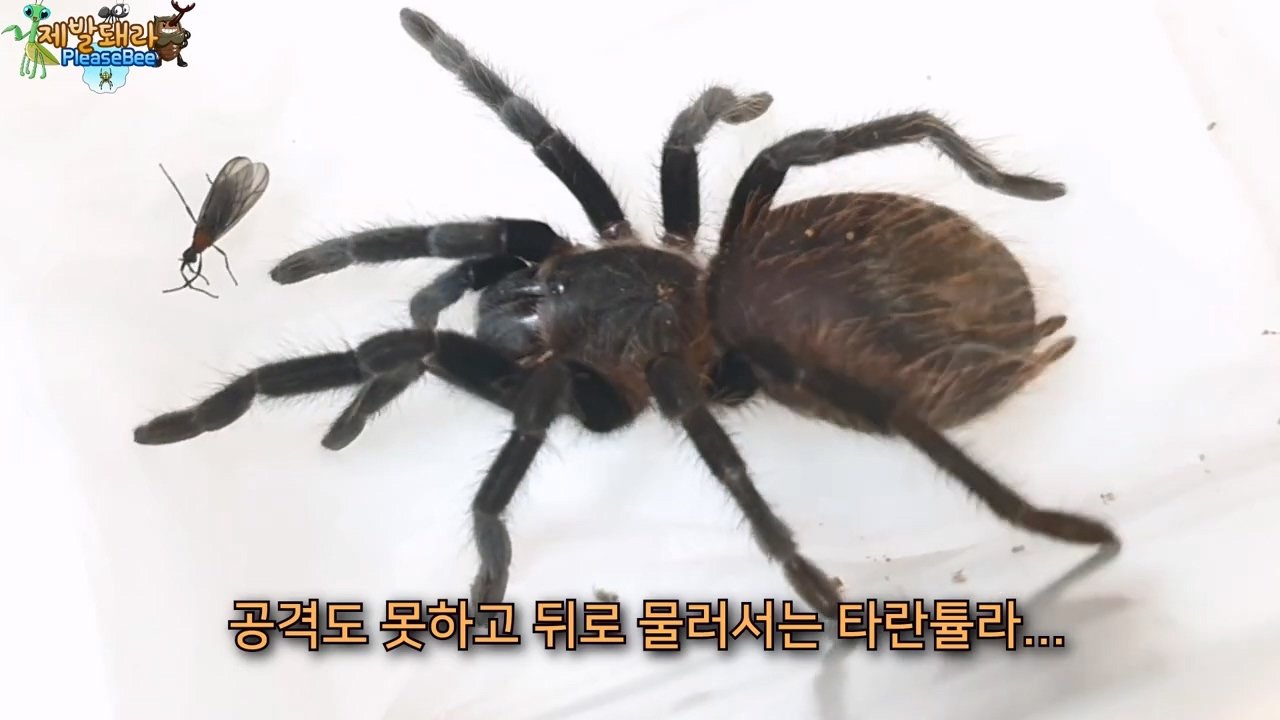 정말 참새가 러브버그를 먹을까? 논란의 종지부
