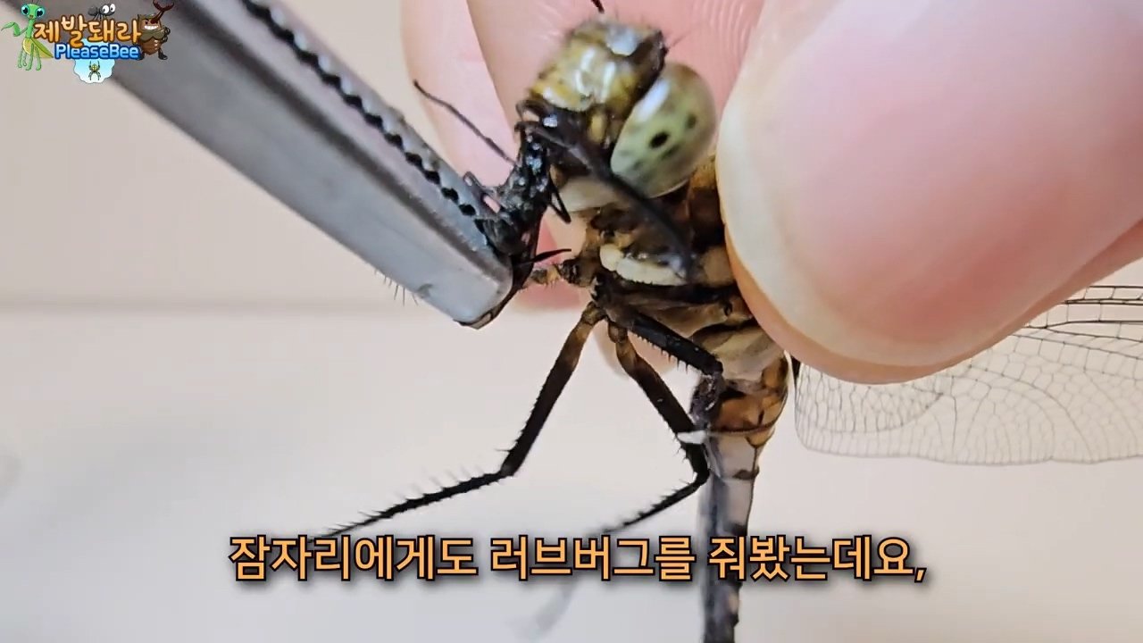 정말 참새가 러브버그를 먹을까? 논란의 종지부