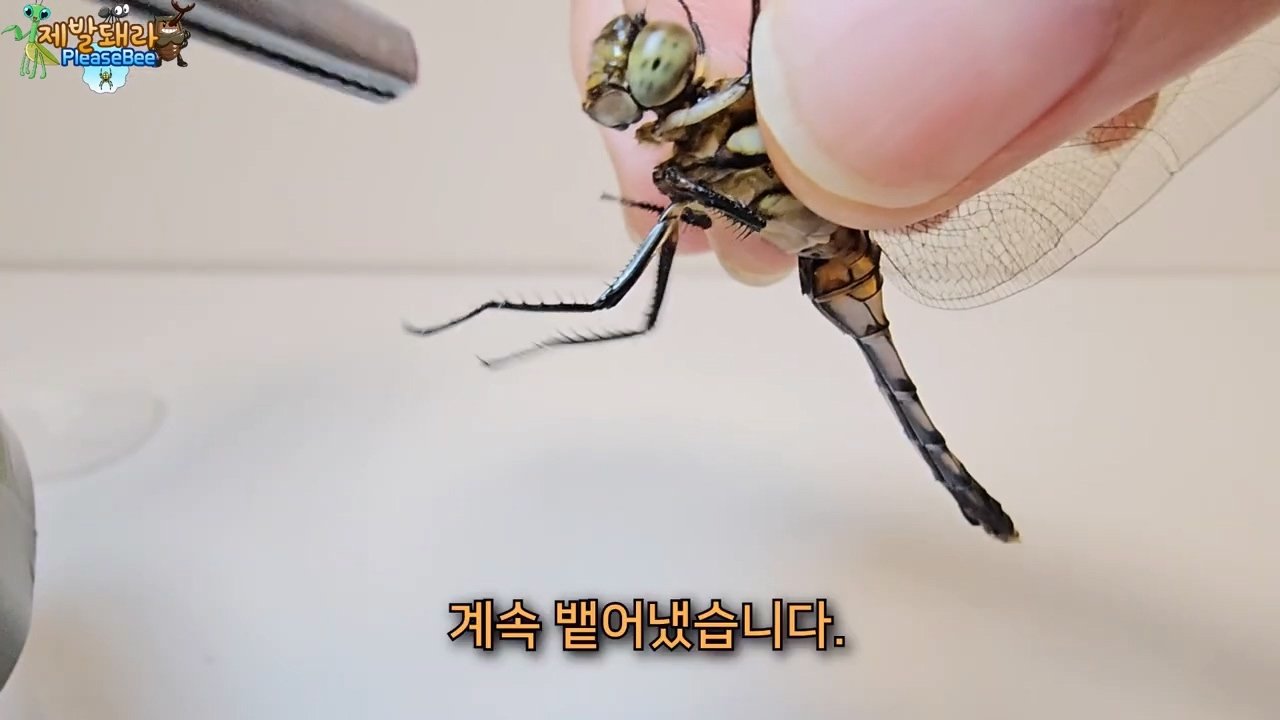 정말 참새가 러브버그를 먹을까? 논란의 종지부