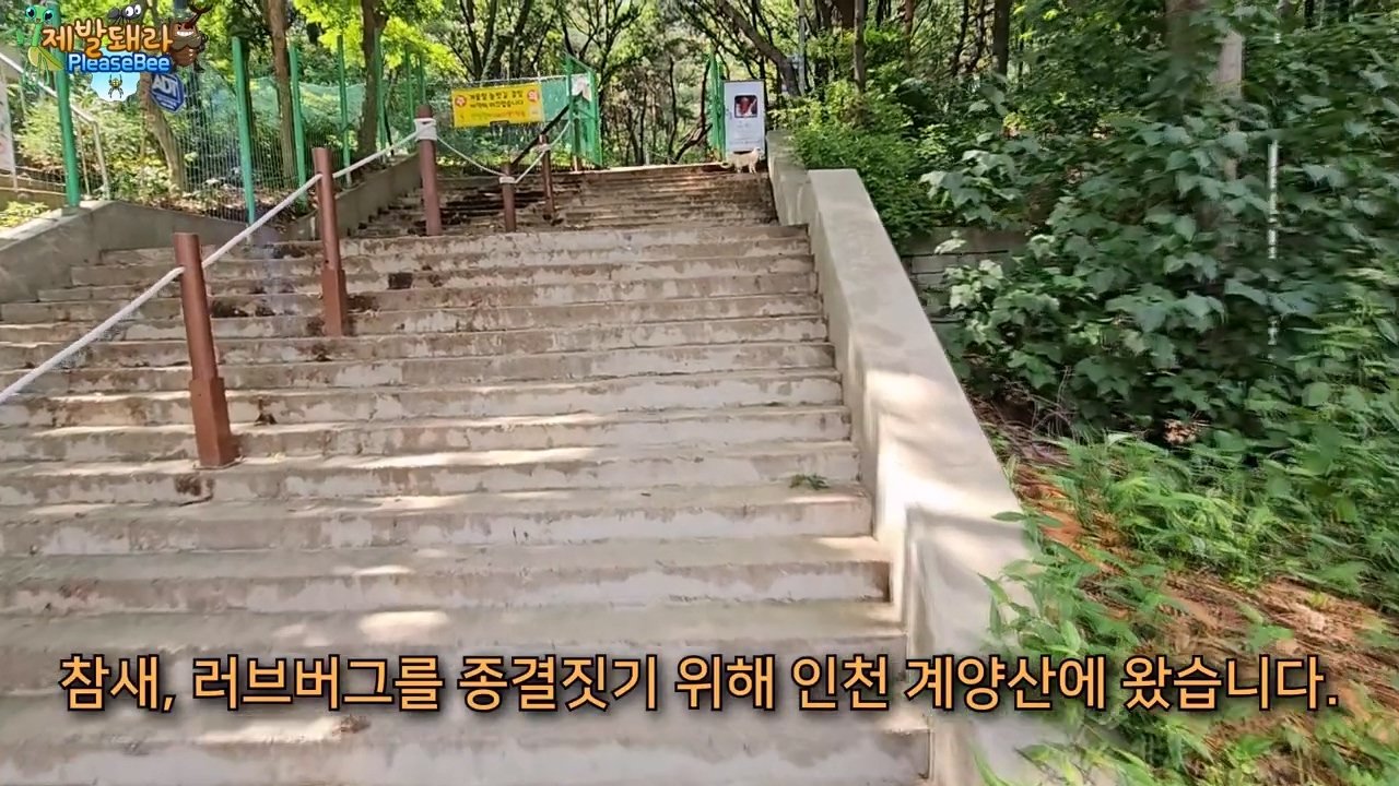 정말 참새가 러브버그를 먹을까? 논란의 종지부