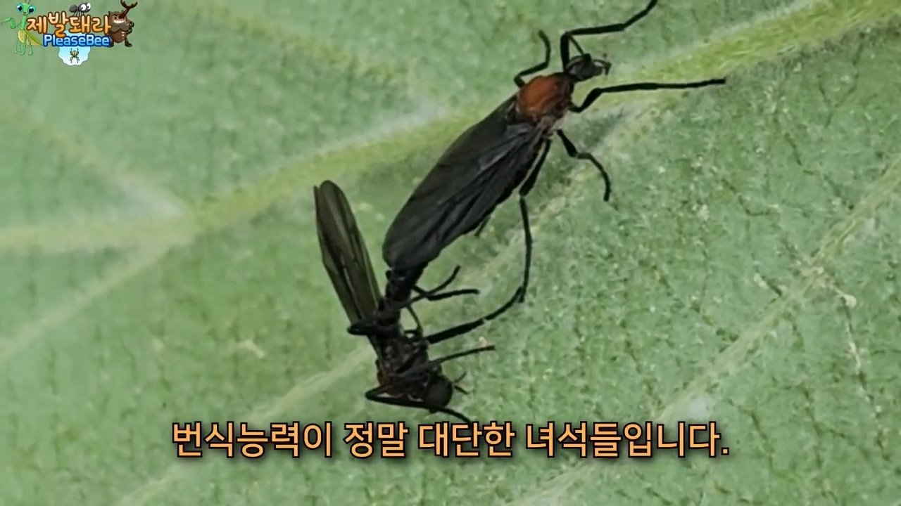 정말 참새가 러브버그를 먹을까? 논란의 종지부
