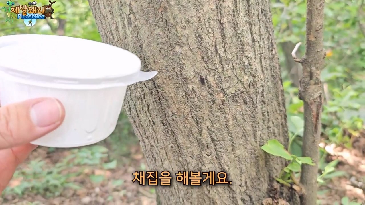 정말 참새가 러브버그를 먹을까? 논란의 종지부