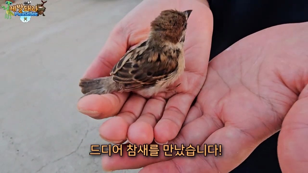 정말 참새가 러브버그를 먹을까? 논란의 종지부