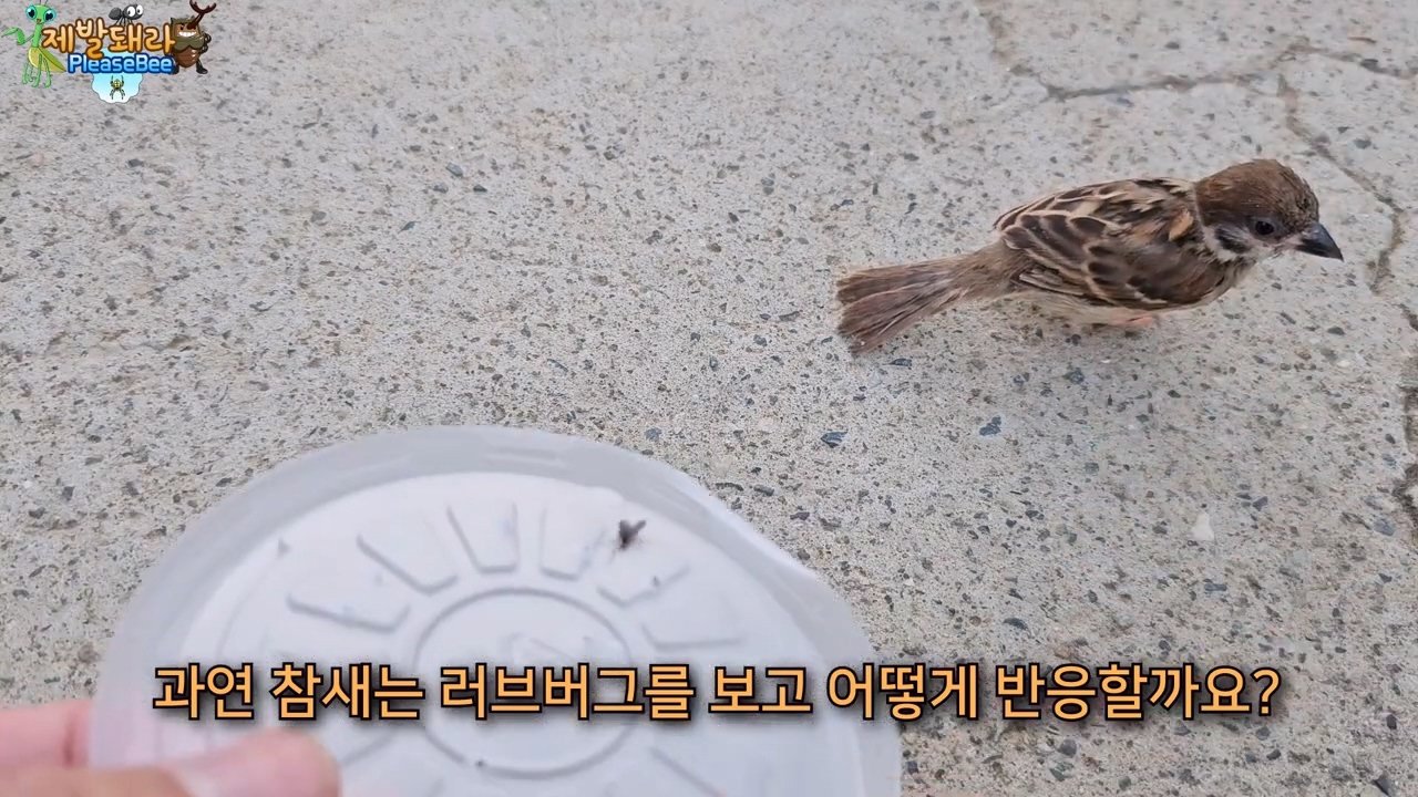 정말 참새가 러브버그를 먹을까? 논란의 종지부
