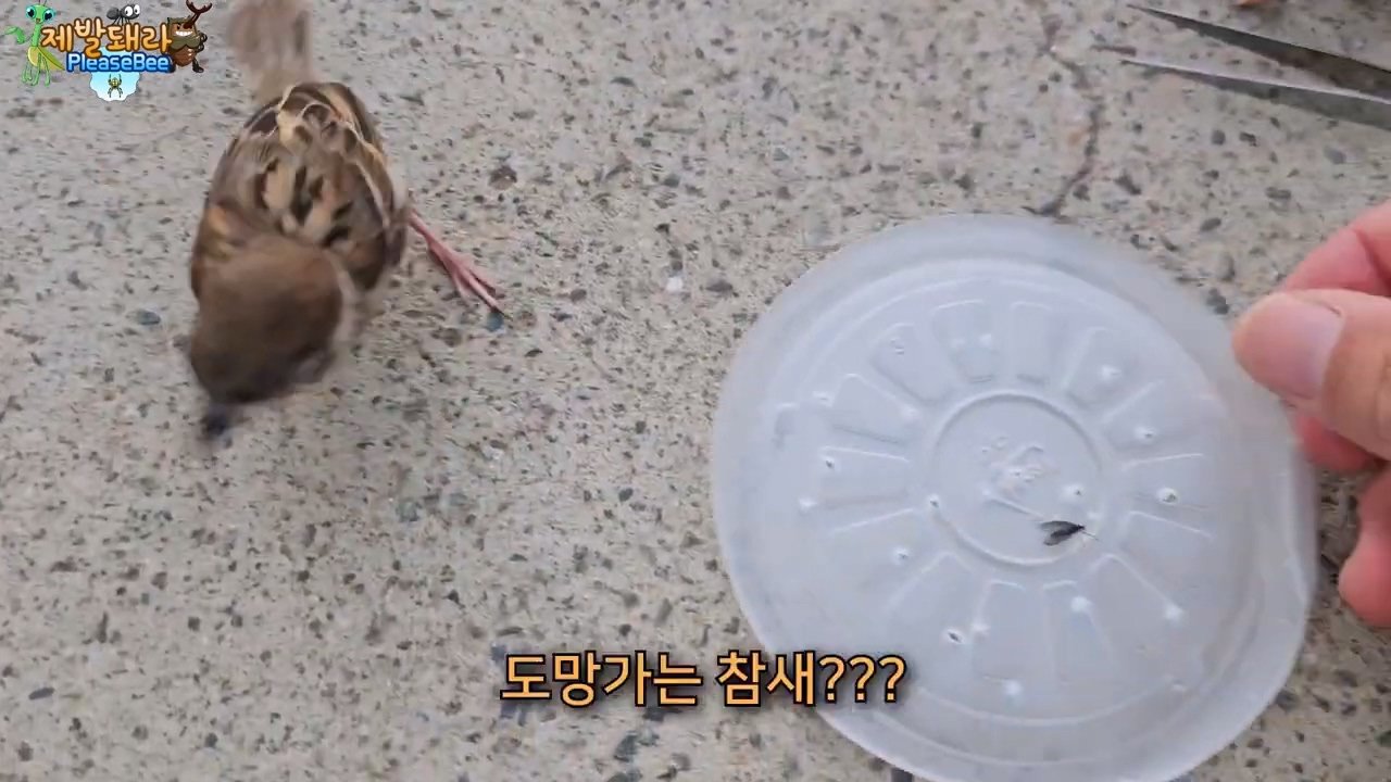 정말 참새가 러브버그를 먹을까? 논란의 종지부