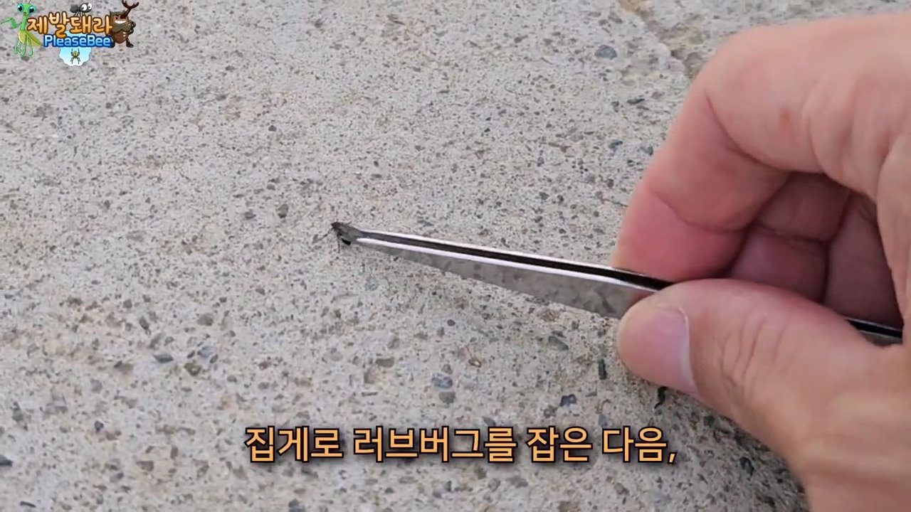 정말 참새가 러브버그를 먹을까? 논란의 종지부