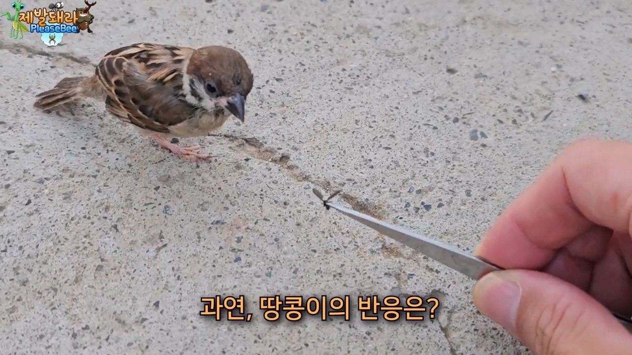 정말 참새가 러브버그를 먹을까? 논란의 종지부
