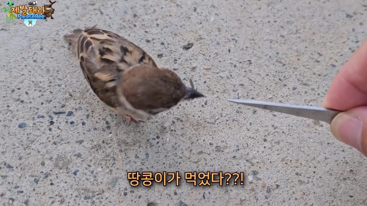 정말 참새가 러브버그를 먹을까? 논란의 종지부
