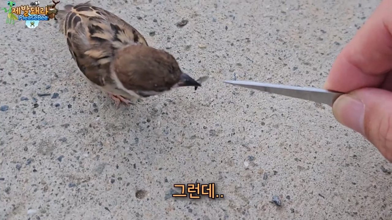 정말 참새가 러브버그를 먹을까? 논란의 종지부