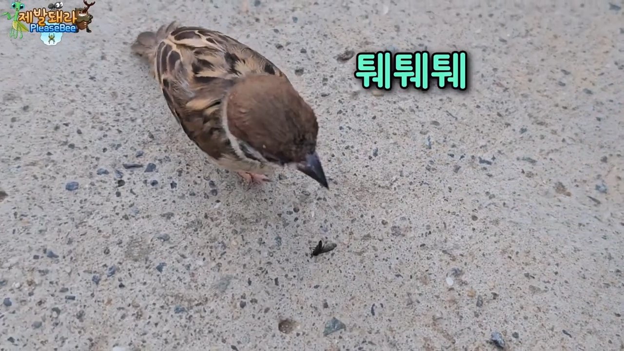 정말 참새가 러브버그를 먹을까? 논란의 종지부