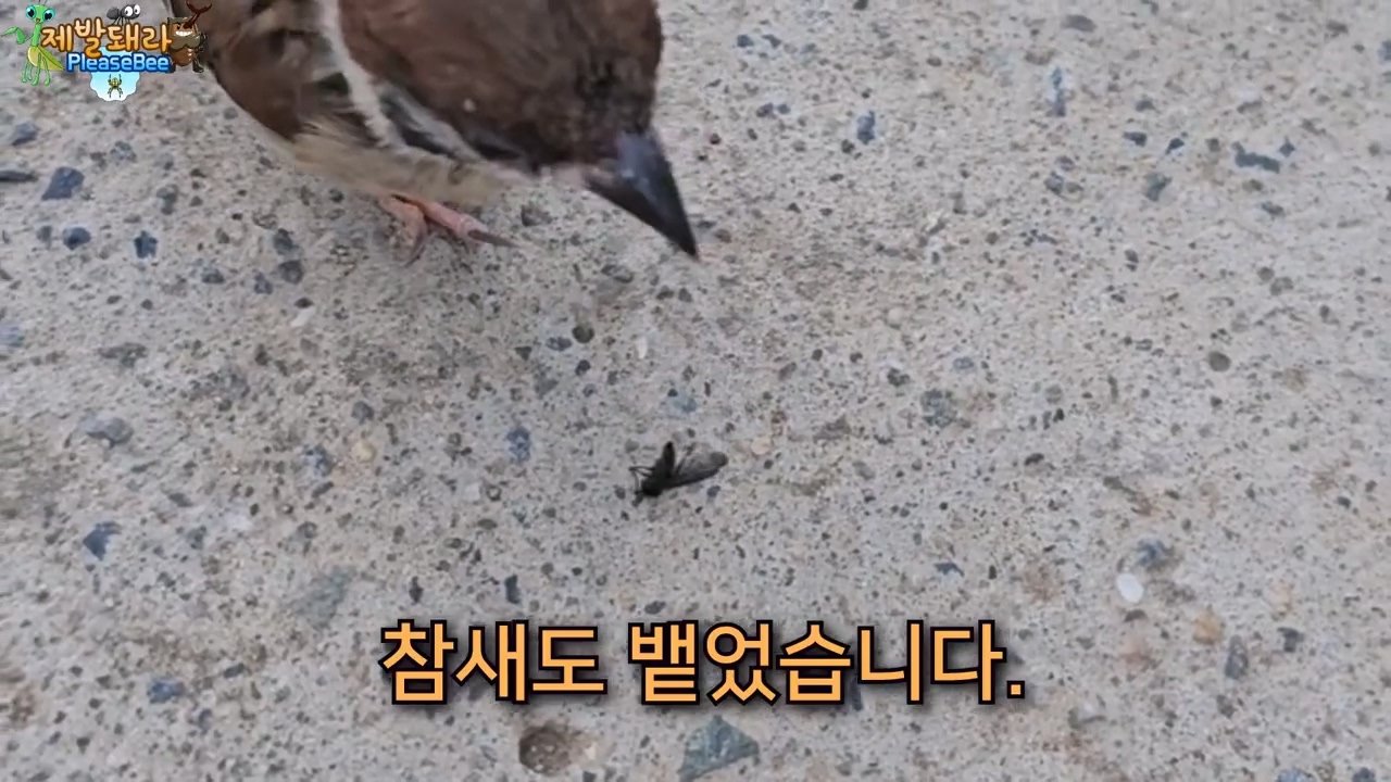 정말 참새가 러브버그를 먹을까? 논란의 종지부