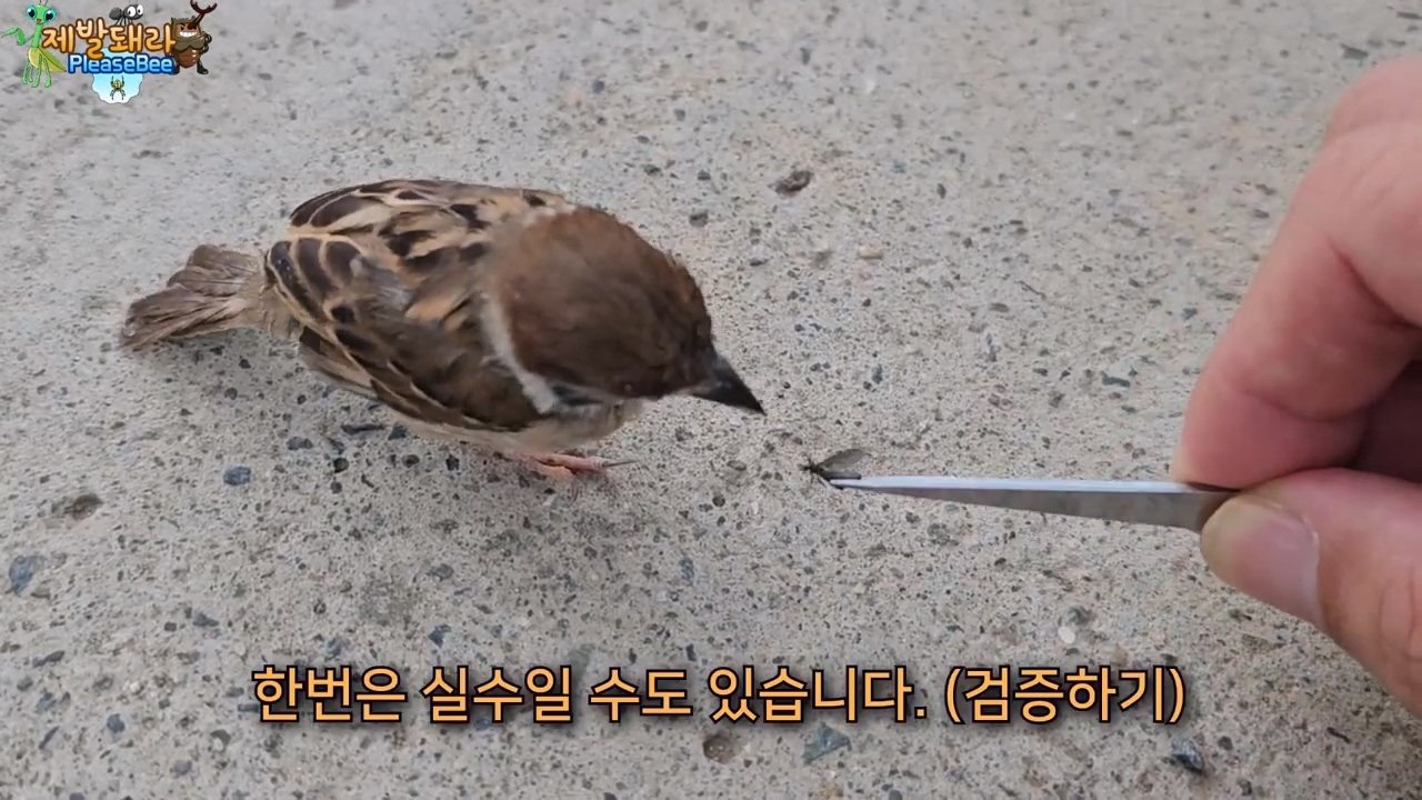 정말 참새가 러브버그를 먹을까? 논란의 종지부