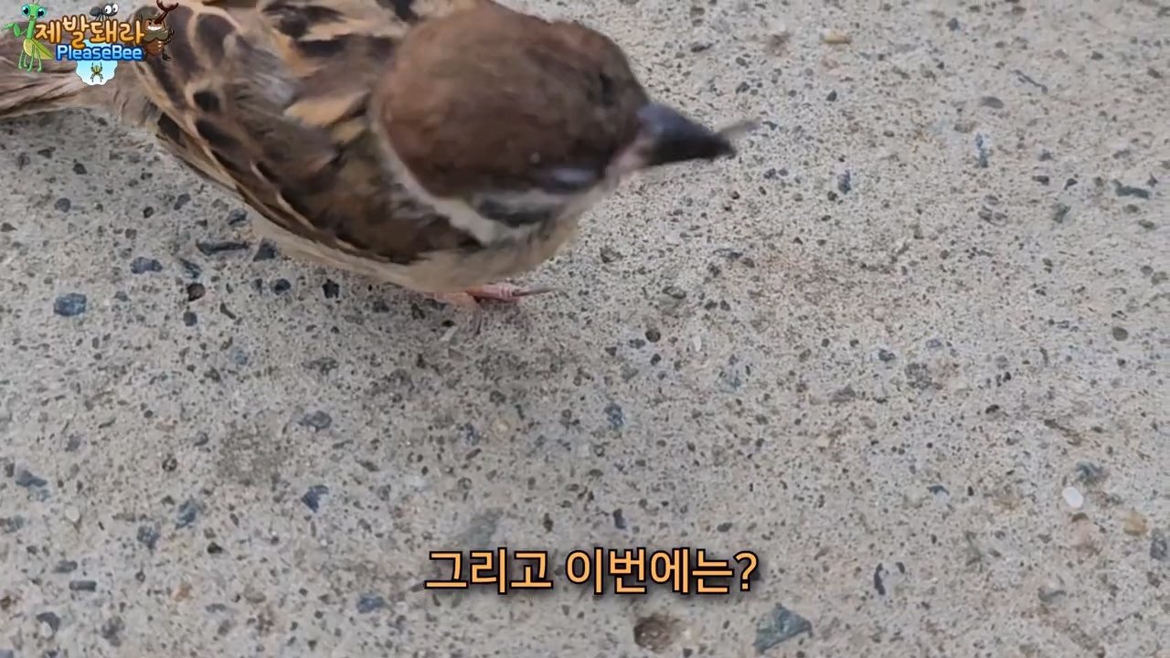 정말 참새가 러브버그를 먹을까? 논란의 종지부