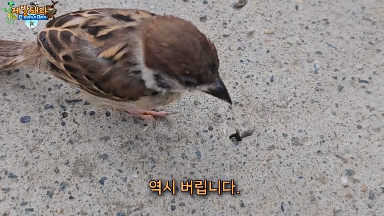 정말 참새가 러브버그를 먹을까? 논란의 종지부
