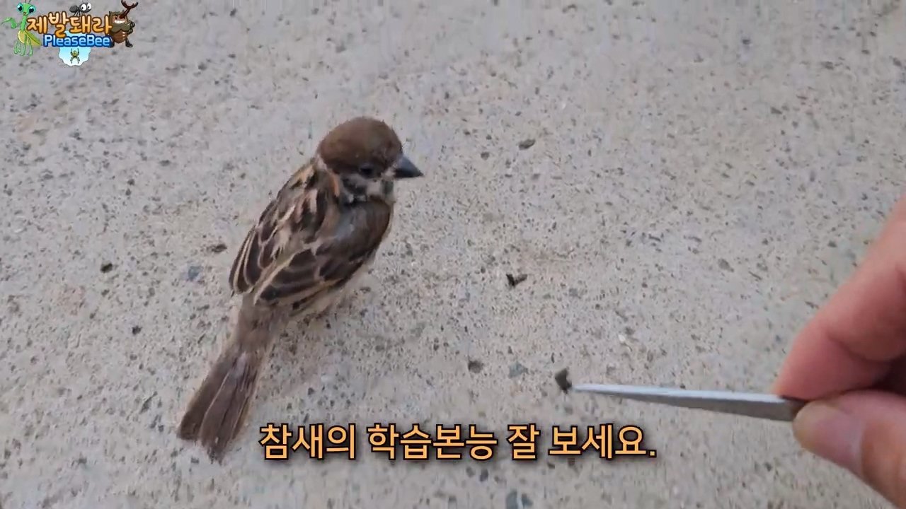 정말 참새가 러브버그를 먹을까? 논란의 종지부