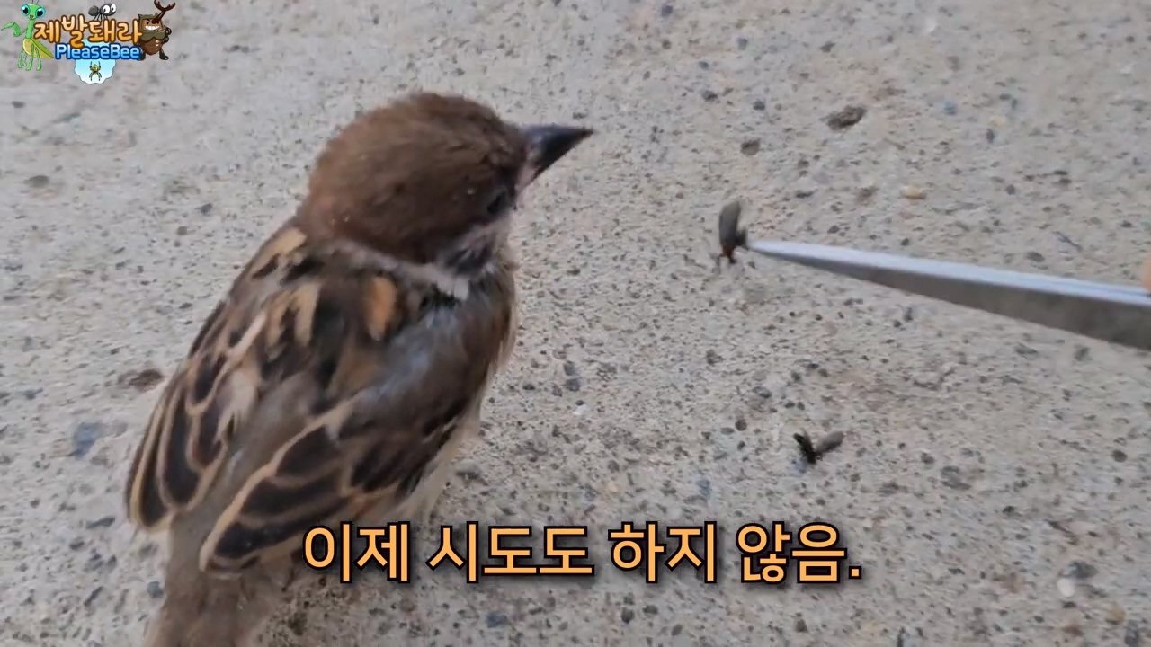 정말 참새가 러브버그를 먹을까? 논란의 종지부