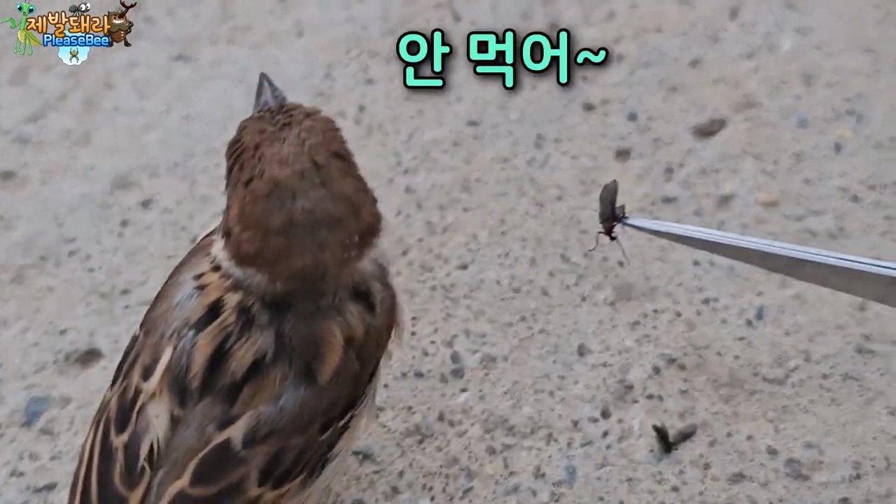 정말 참새가 러브버그를 먹을까? 논란의 종지부